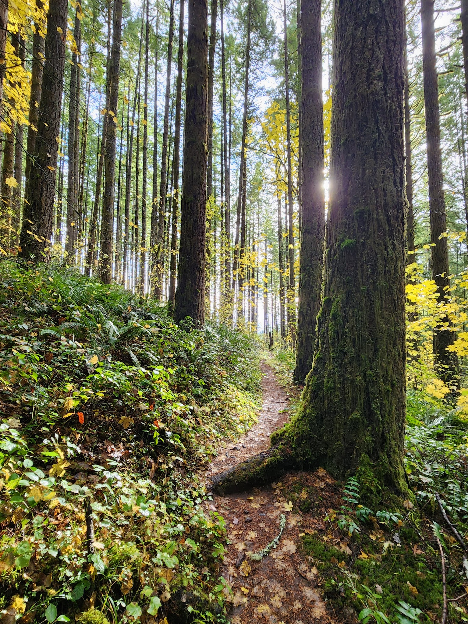 Shotgun Creek Recreation Site - Marcola, OR