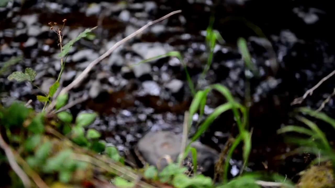 Shotgun Creek Recreation Site - Marcola, OR