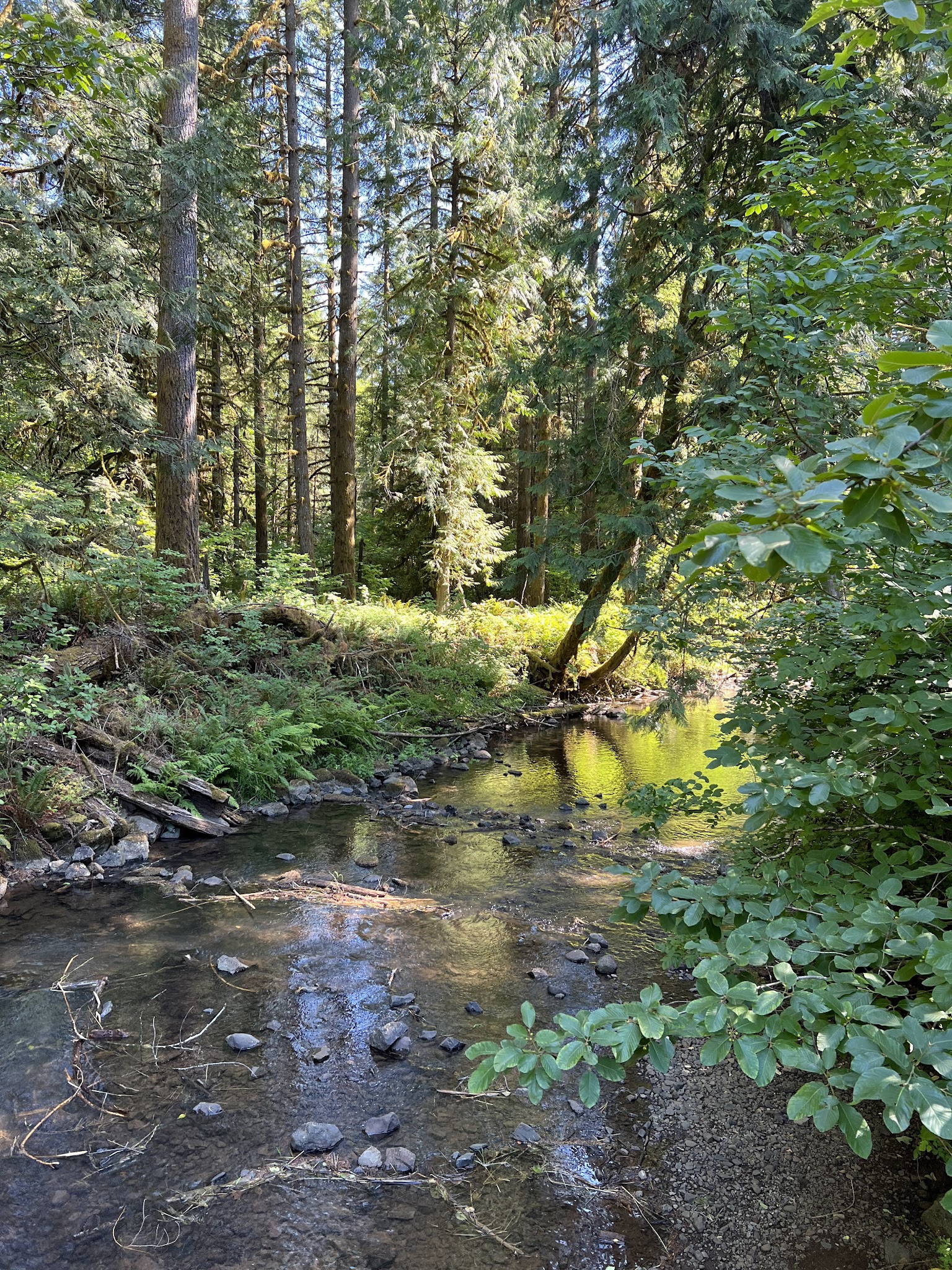 Shotgun Creek Recreation Site - Marcola, OR