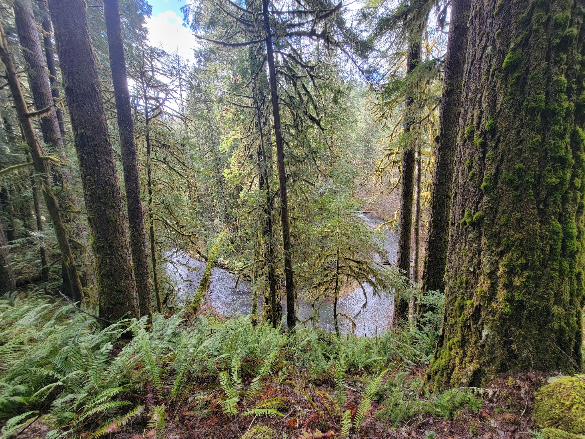Shotgun Creek Trailhead - Marcola, OR