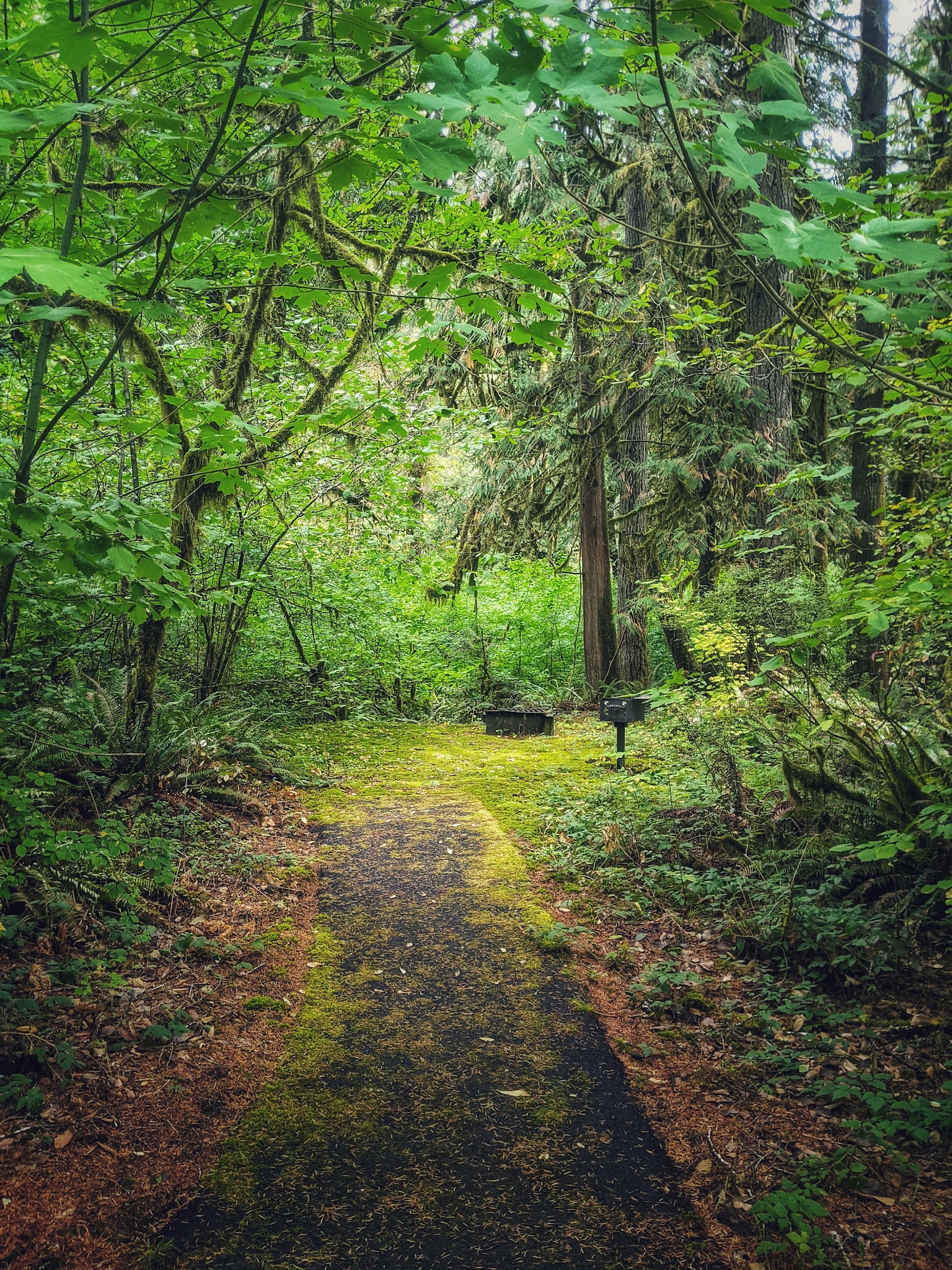 Shotgun Creek Trailhead - Marcola, OR