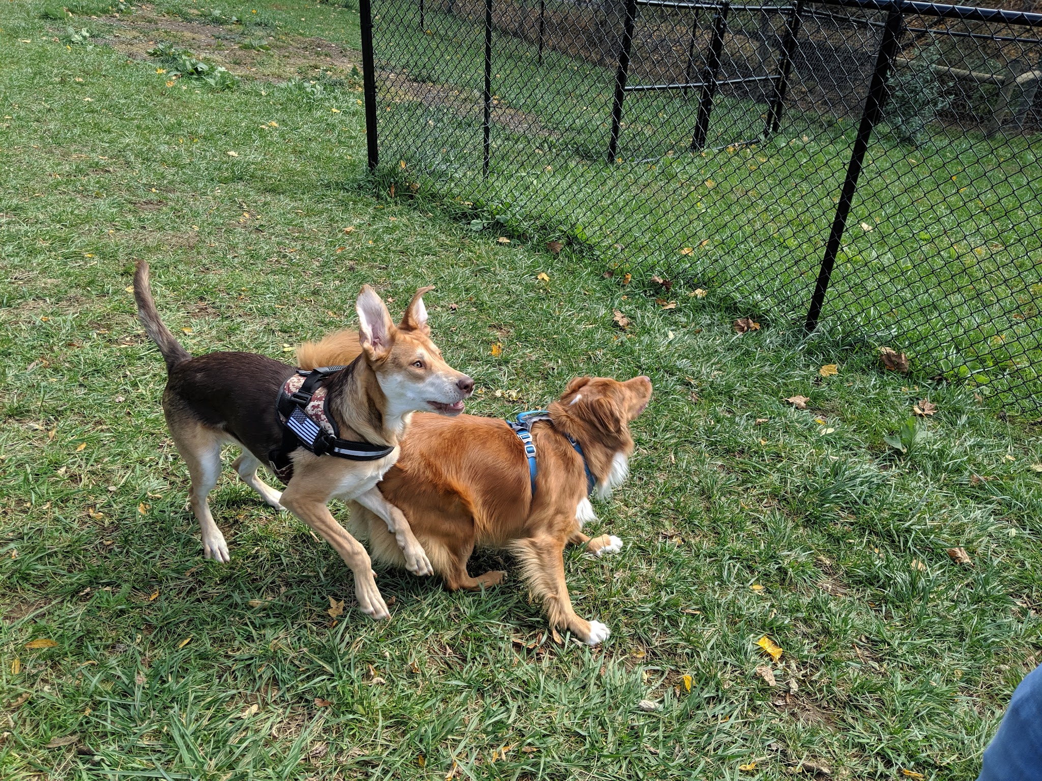 Marion Dog Park - Marion, VA