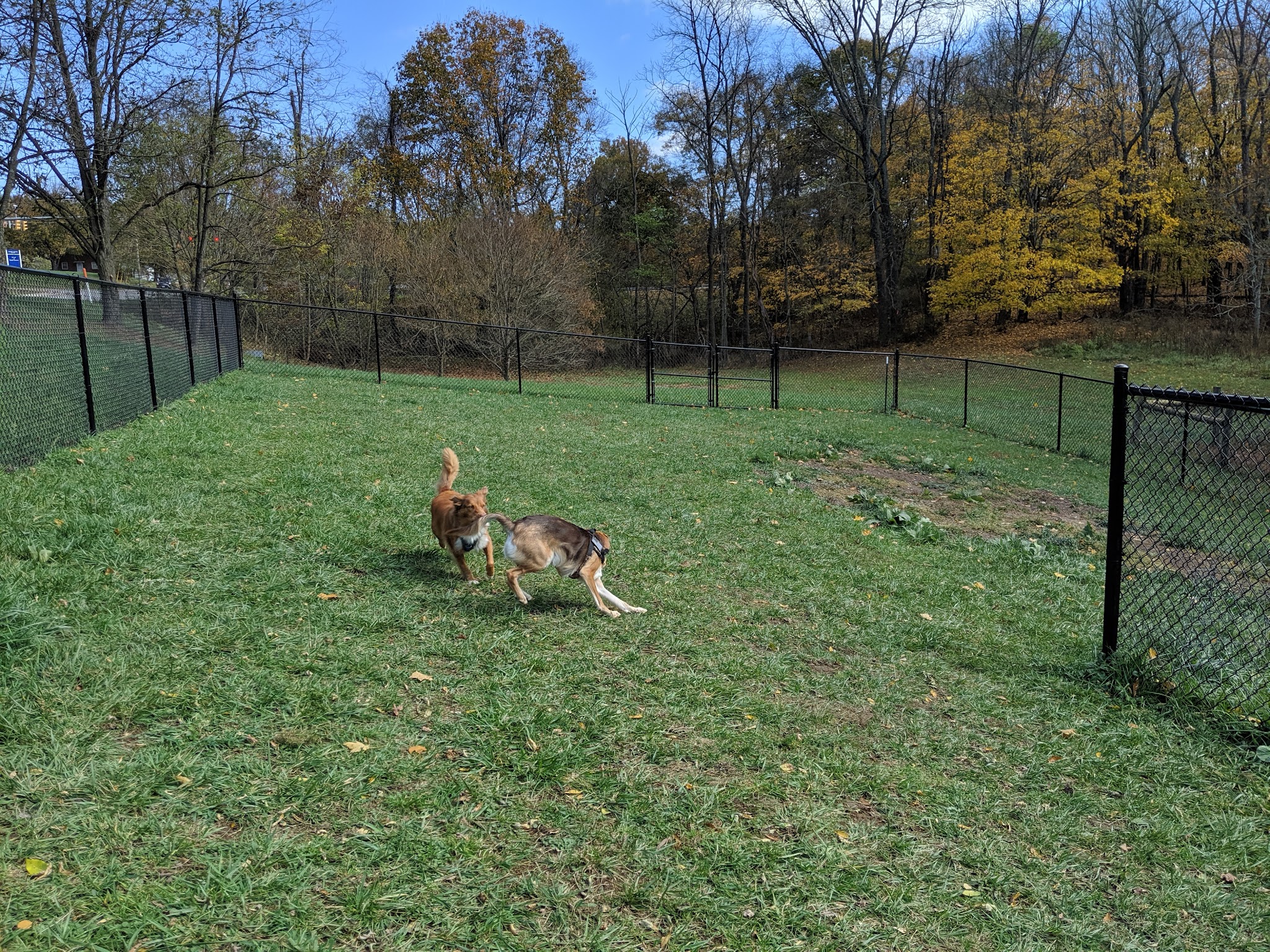 Marion Dog Park - Marion, VA