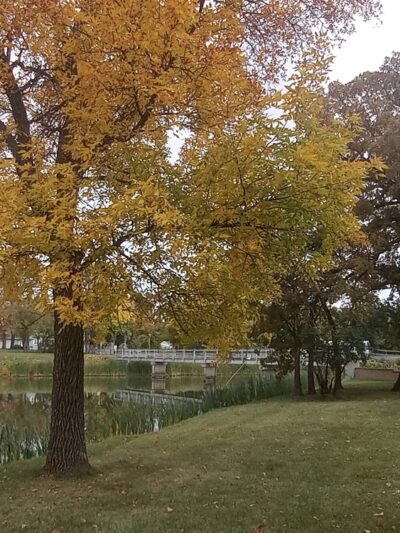 Mayville Disc Golf - Mayville, ND