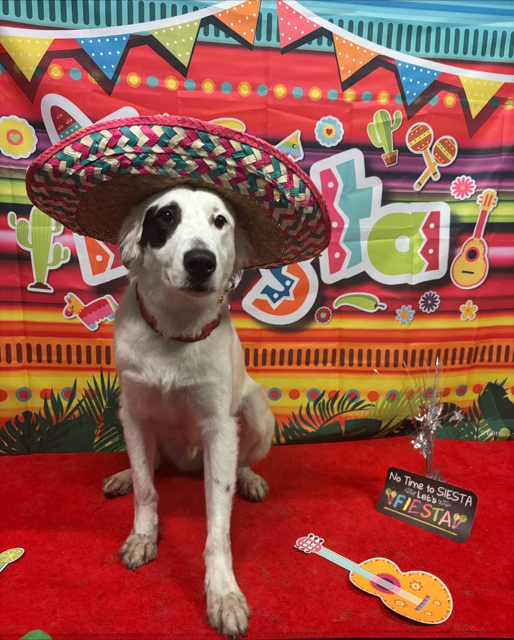 Dogtopia of Tysons Corner - McLean, VA