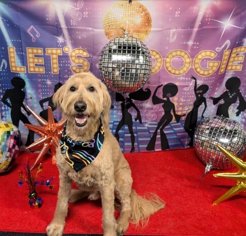 Dogtopia of Tysons Corner - McLean, VA