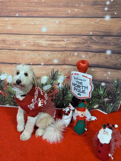 Dogtopia of Tysons Corner - McLean, VA