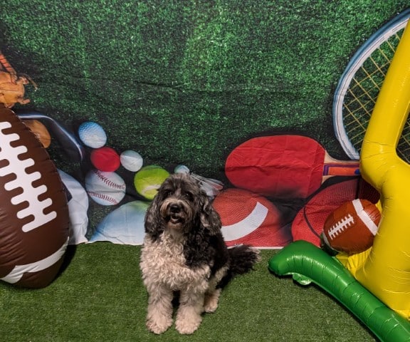 Dogtopia of Tysons Corner - McLean, VA