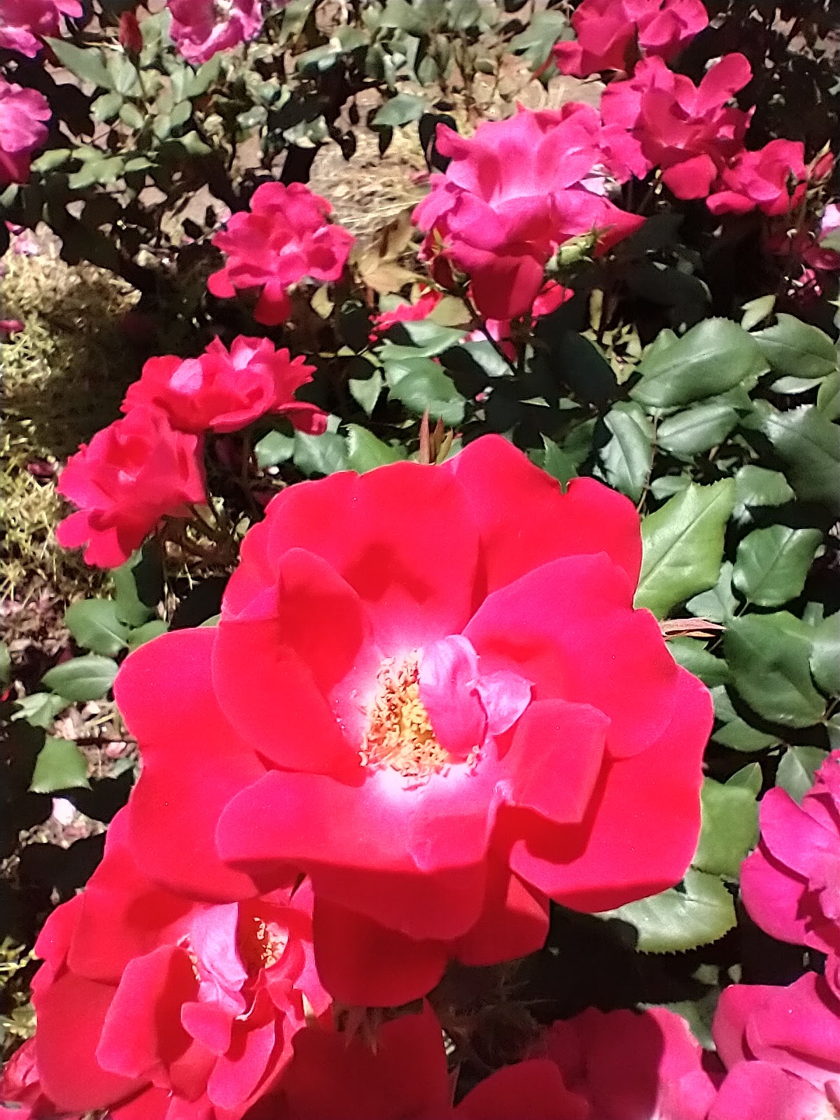 McLean High School Community Park - McLean, VA