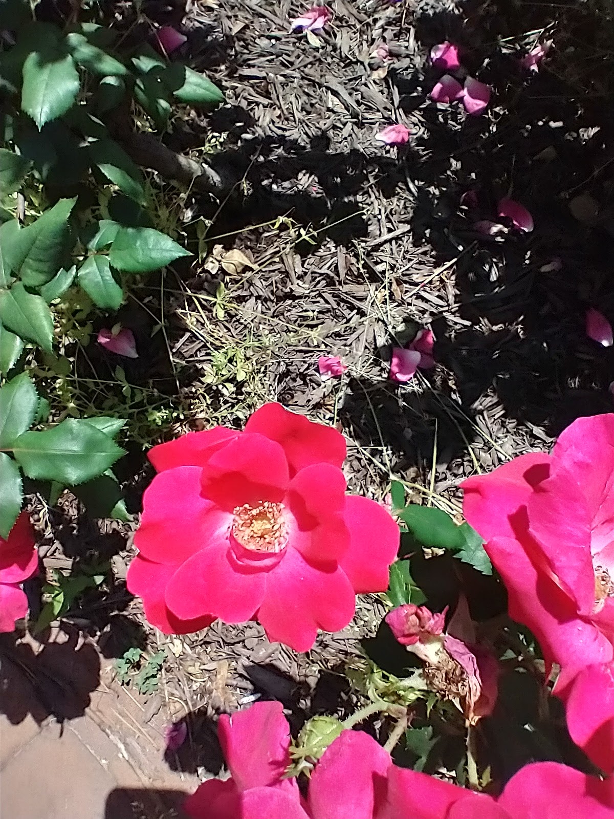 McLean High School Community Park - McLean, VA