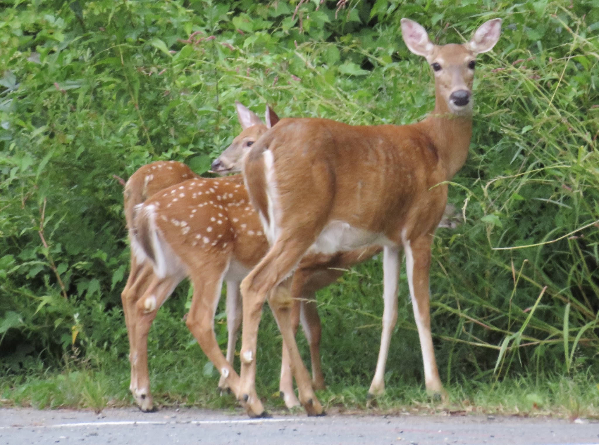 McLean High School Community Park - McLean, VA