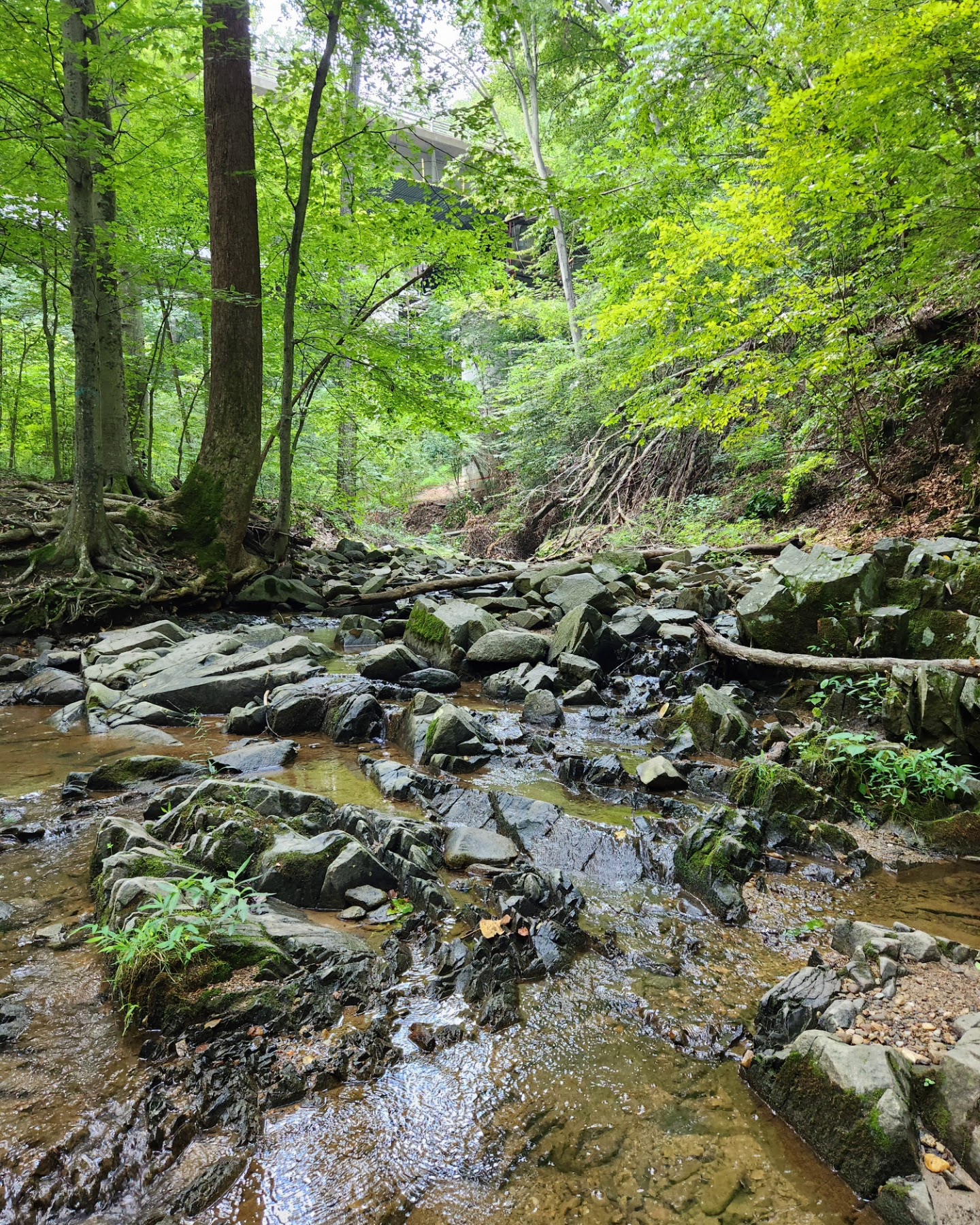 Turkey Run Park - McLean, VA