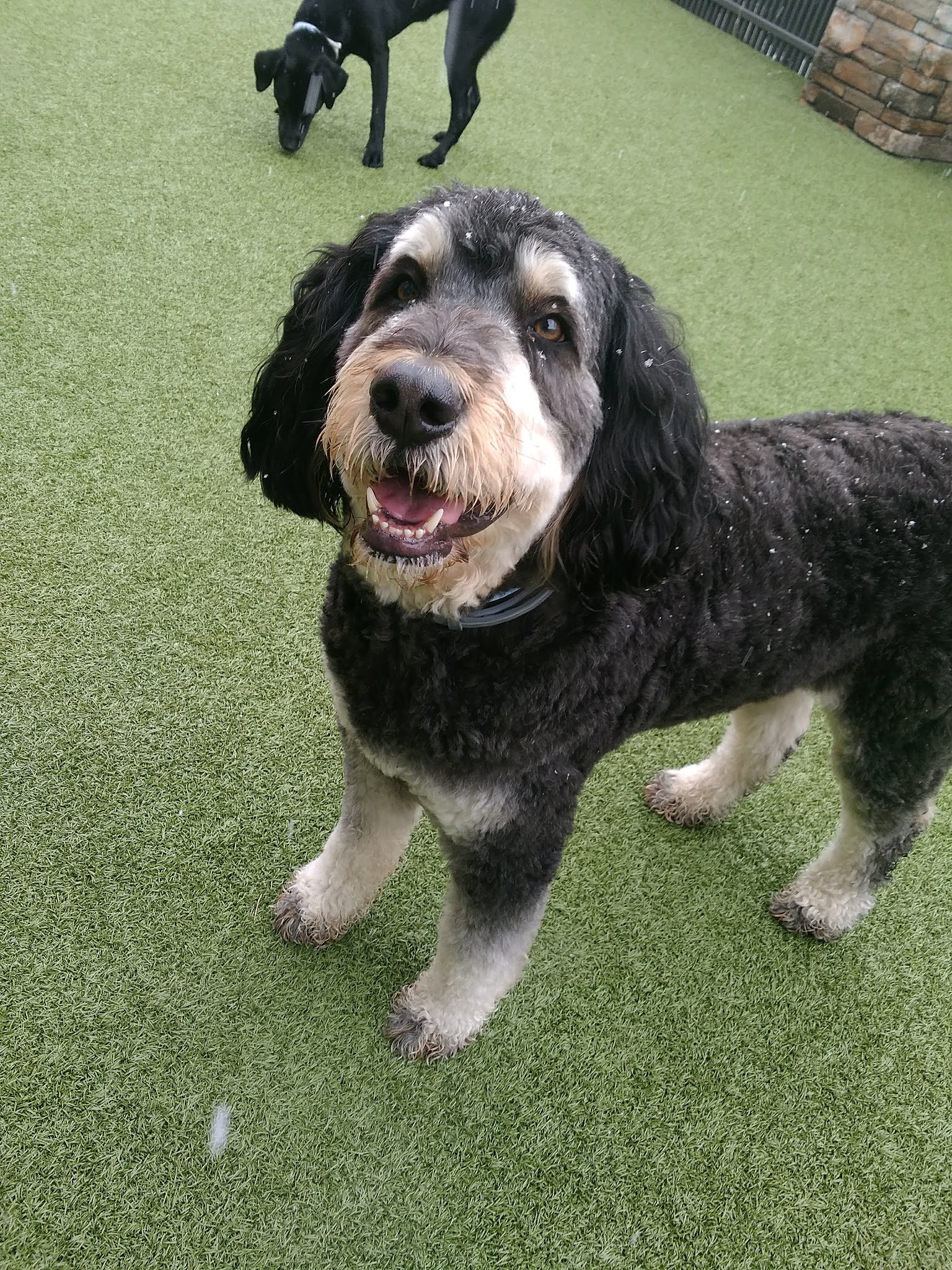 Nemacolin Wooflands Pet Care Center - McMurray, PA