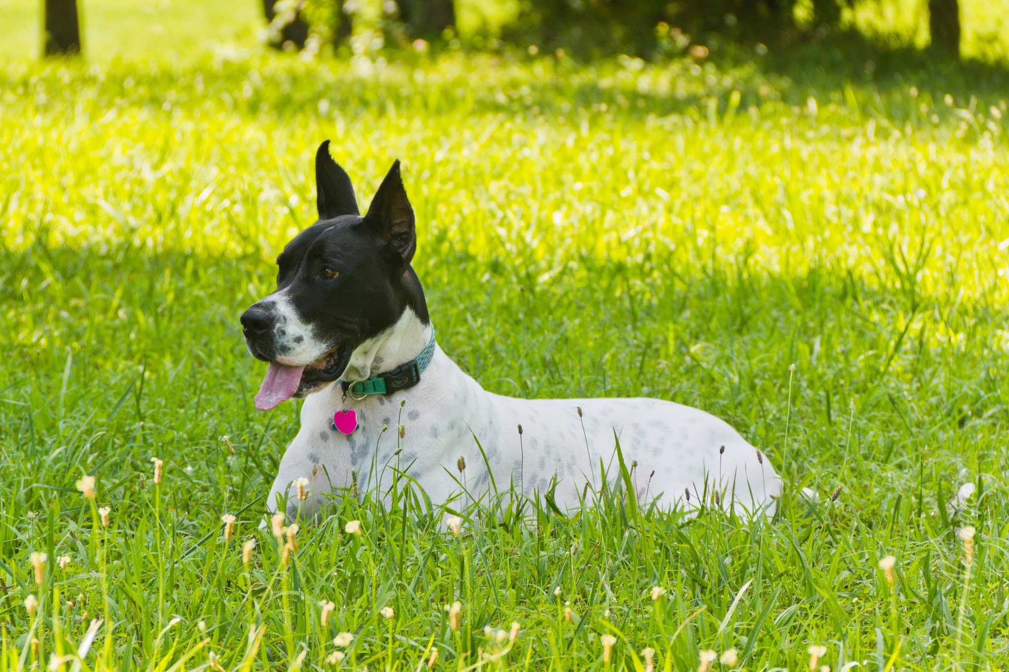 Nemacolin Wooflands Pet Care Center - McMurray, PA