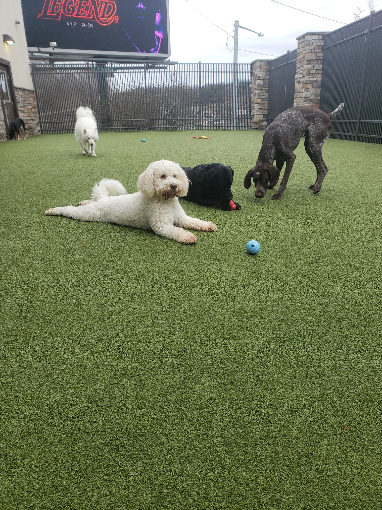 Nemacolin Wooflands Pet Care Center - McMurray, PA