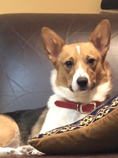 Dog Barn - Millis, MA