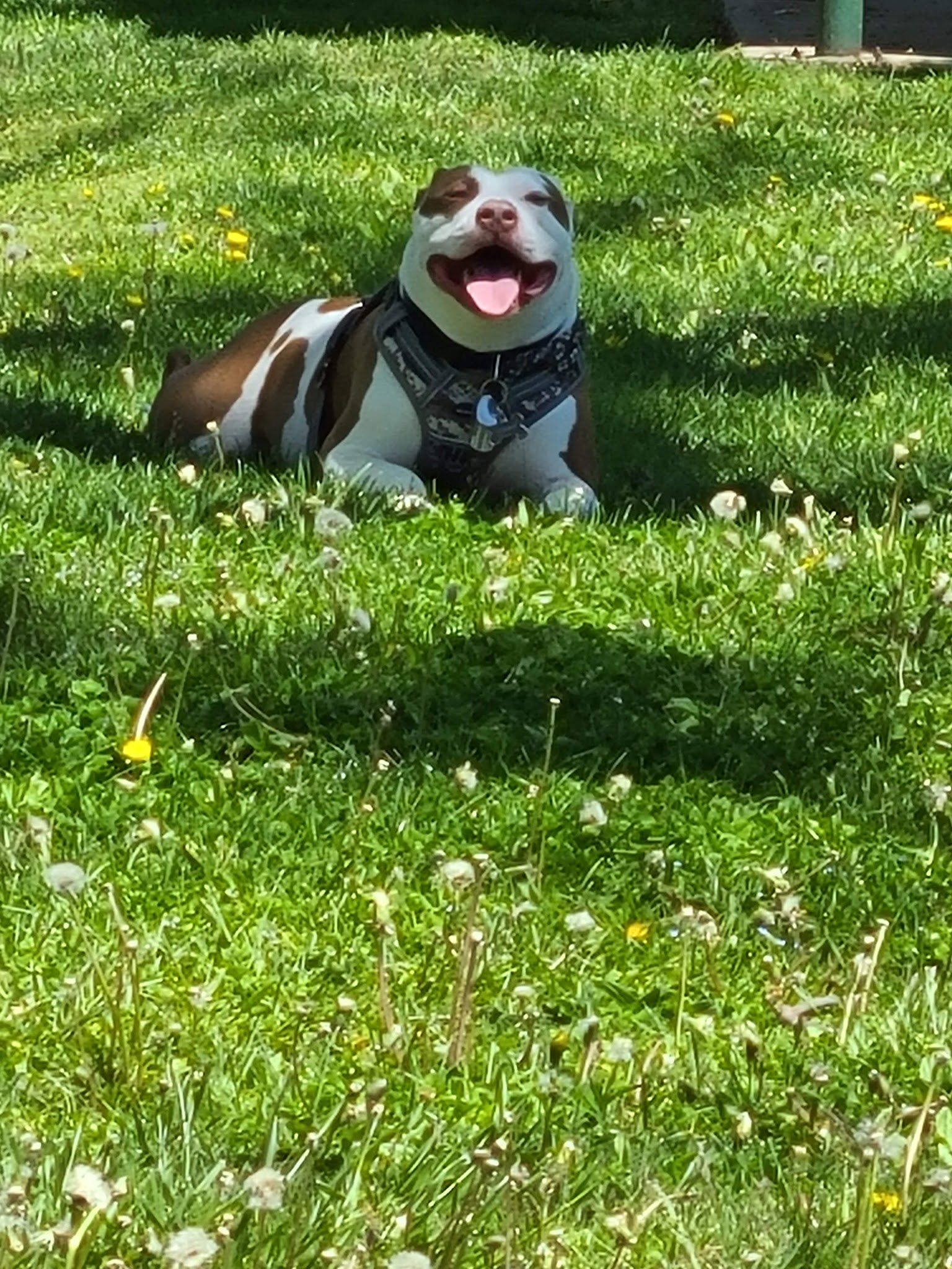 Lincoln Street Park - Milton, PA