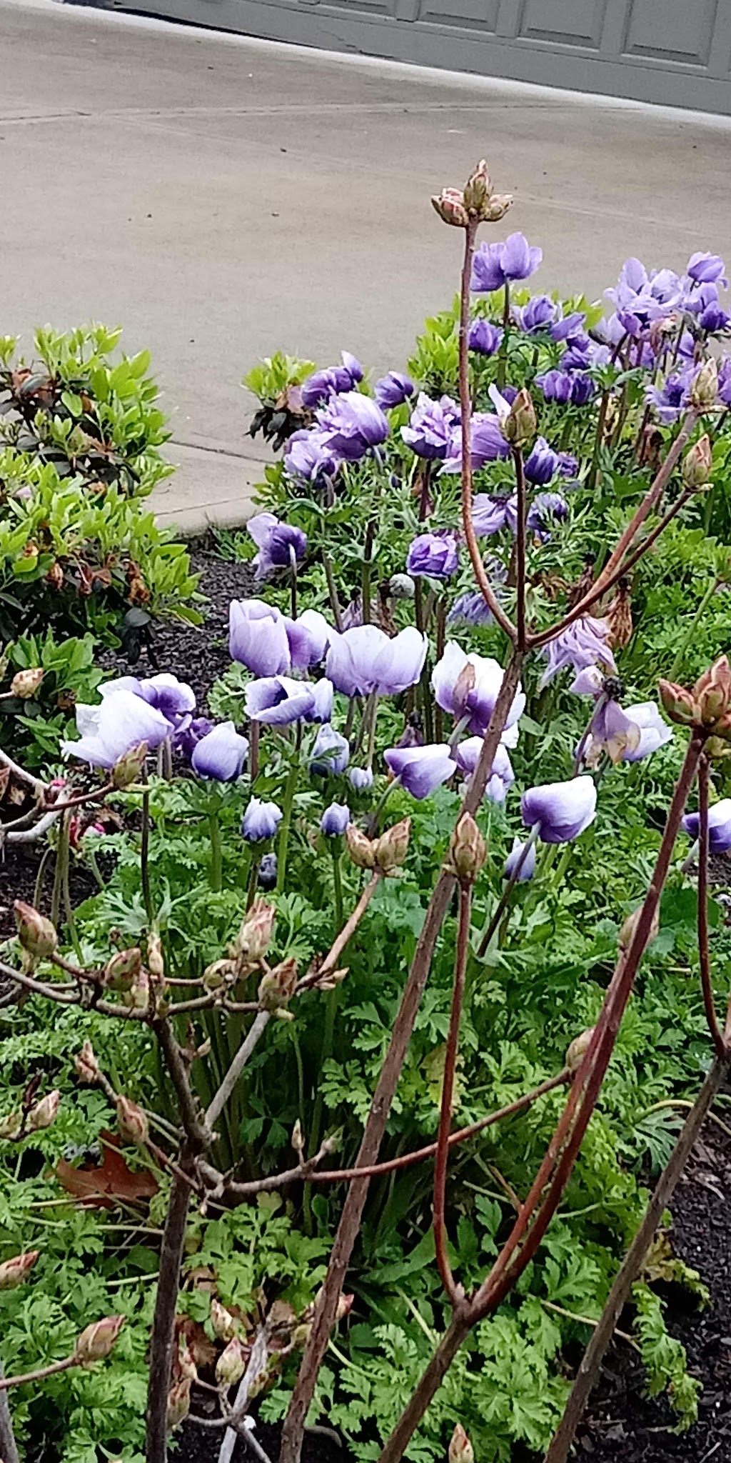 Heddie Notz Park - Milwaukie, OR