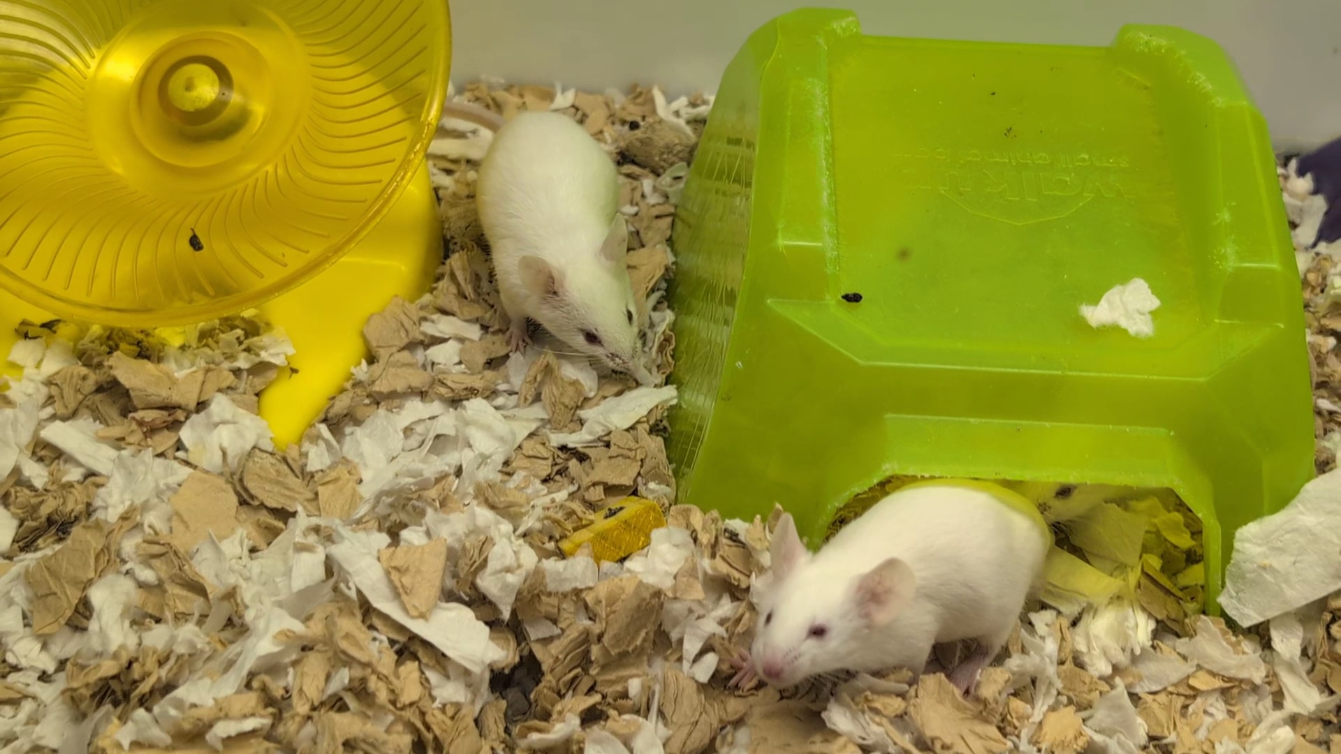 Petco - Montebello, CA