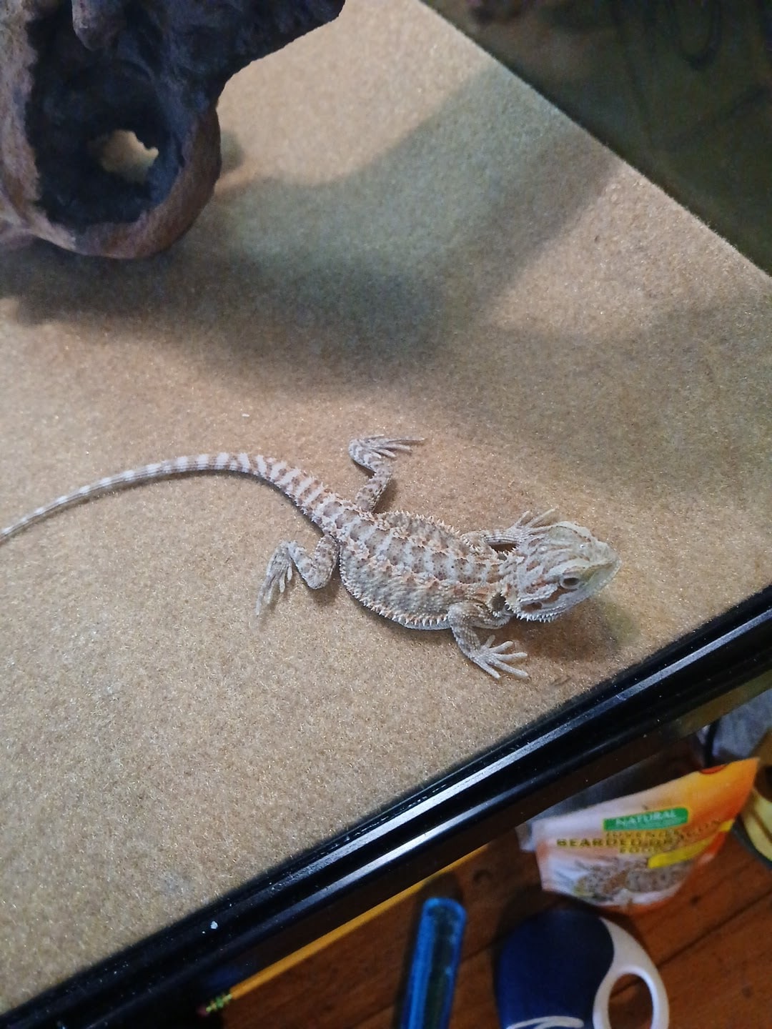 Petco - Montebello, CA