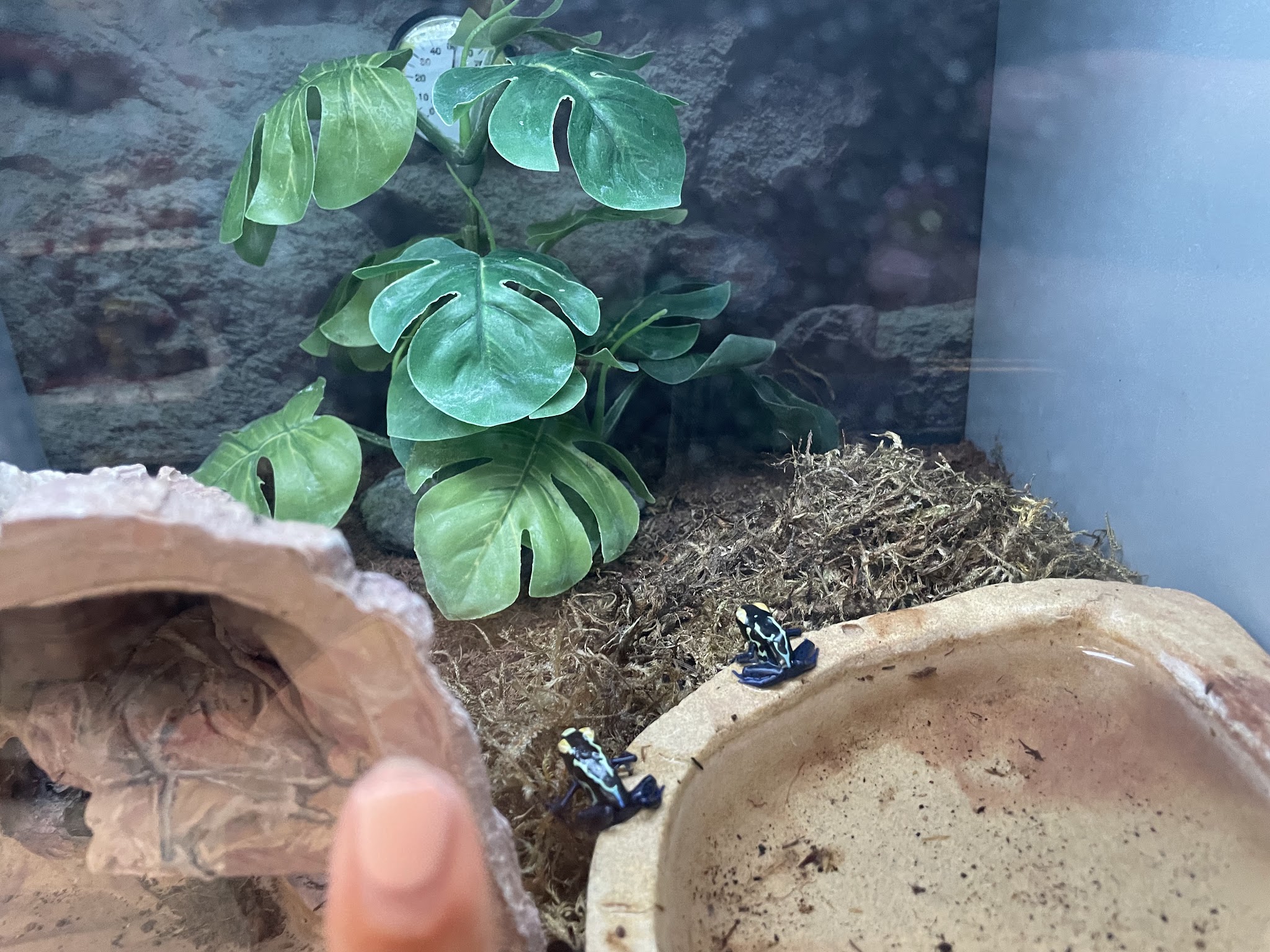 Petco - Montebello, CA