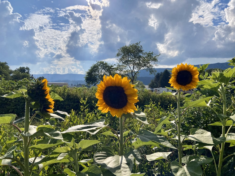 Doe Valley Campground - Mountain City, TN