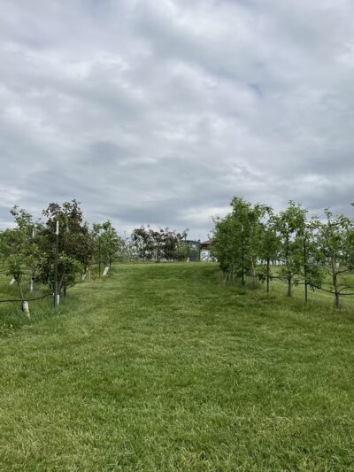 Halcyon Days Cider Co + Orchard Labyrinth - Natural Bridge, VA
