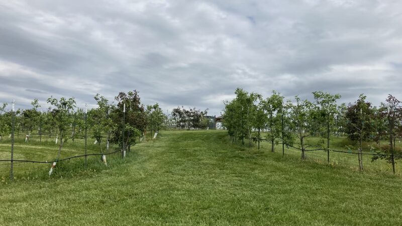 Halcyon Days Cider Co + Orchard Labyrinth - Natural Bridge, VA