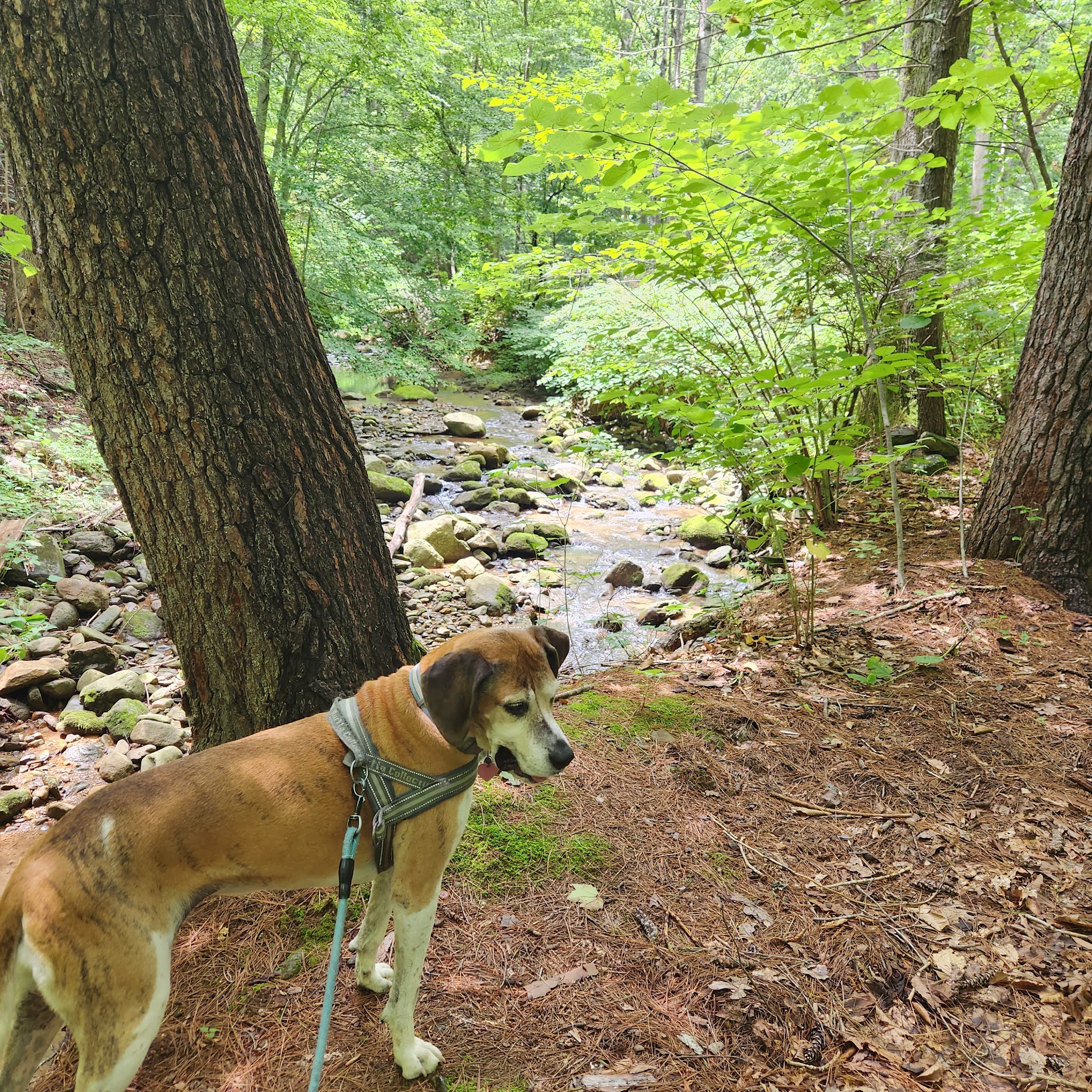 Stoney Creek Park - Nellysford, VA
