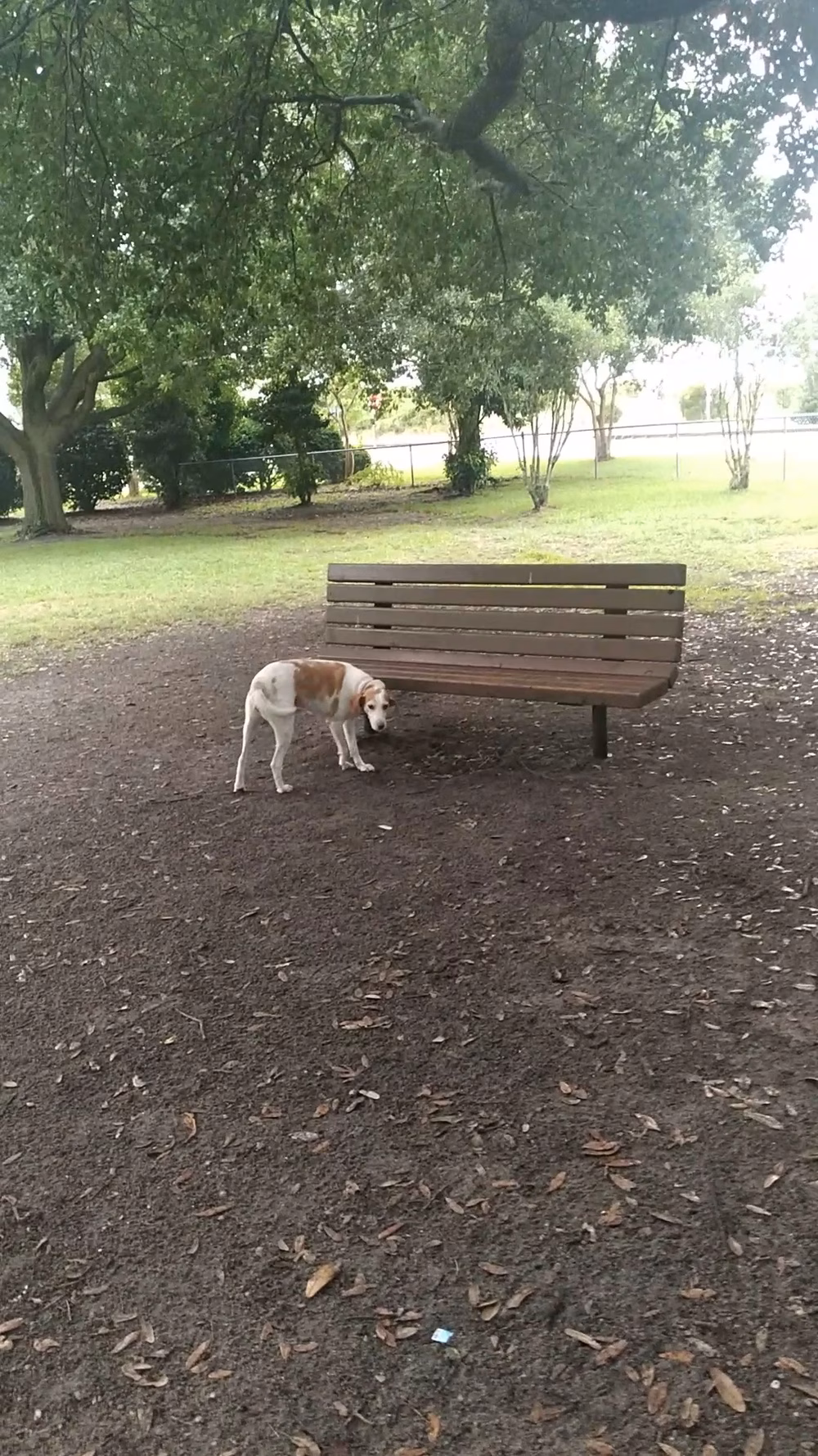 Dog Park (Monk Mallard Park) - New Bern, NC