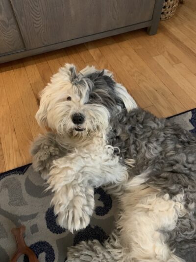 Premier Paws Pet Care LLC - New York, NY