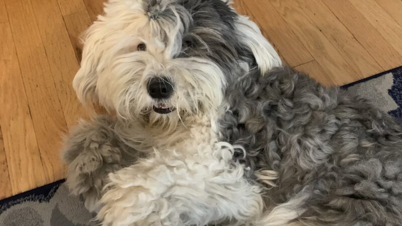 Premier Paws Pet Care LLC - New York, NY