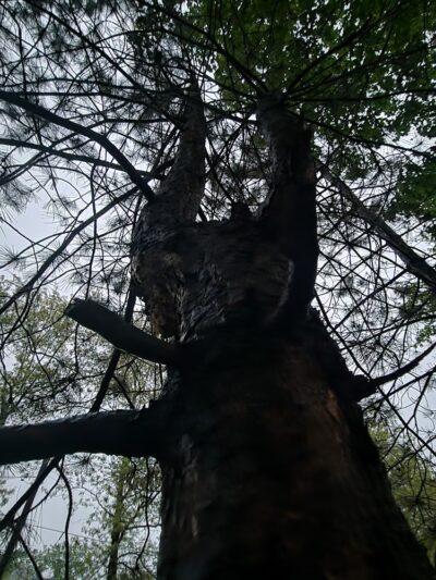 Walker Park - Newton, MA