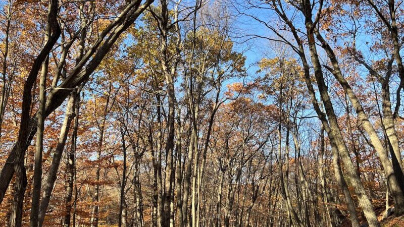 Webster Park - Newton, MA