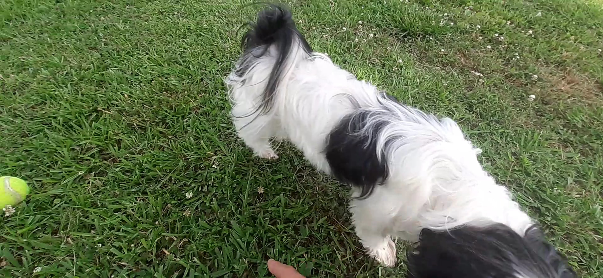 Meadowbrook Dog Park - Norfolk, VA