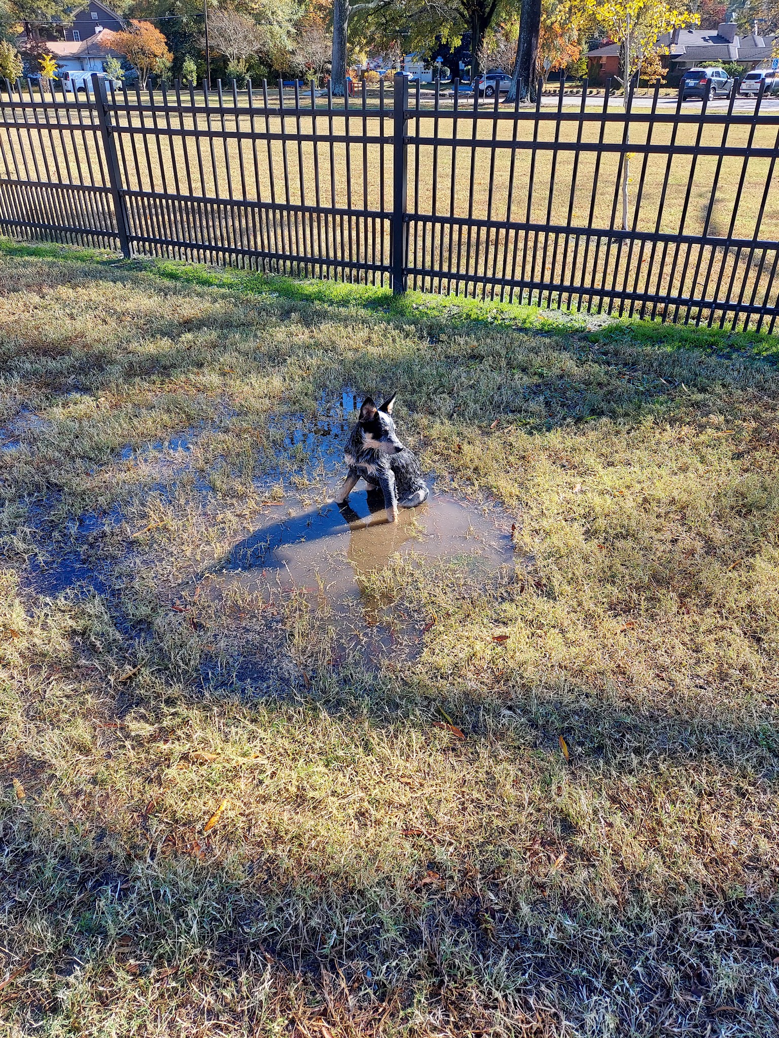 Meadowbrook Dog Park - Norfolk, VA