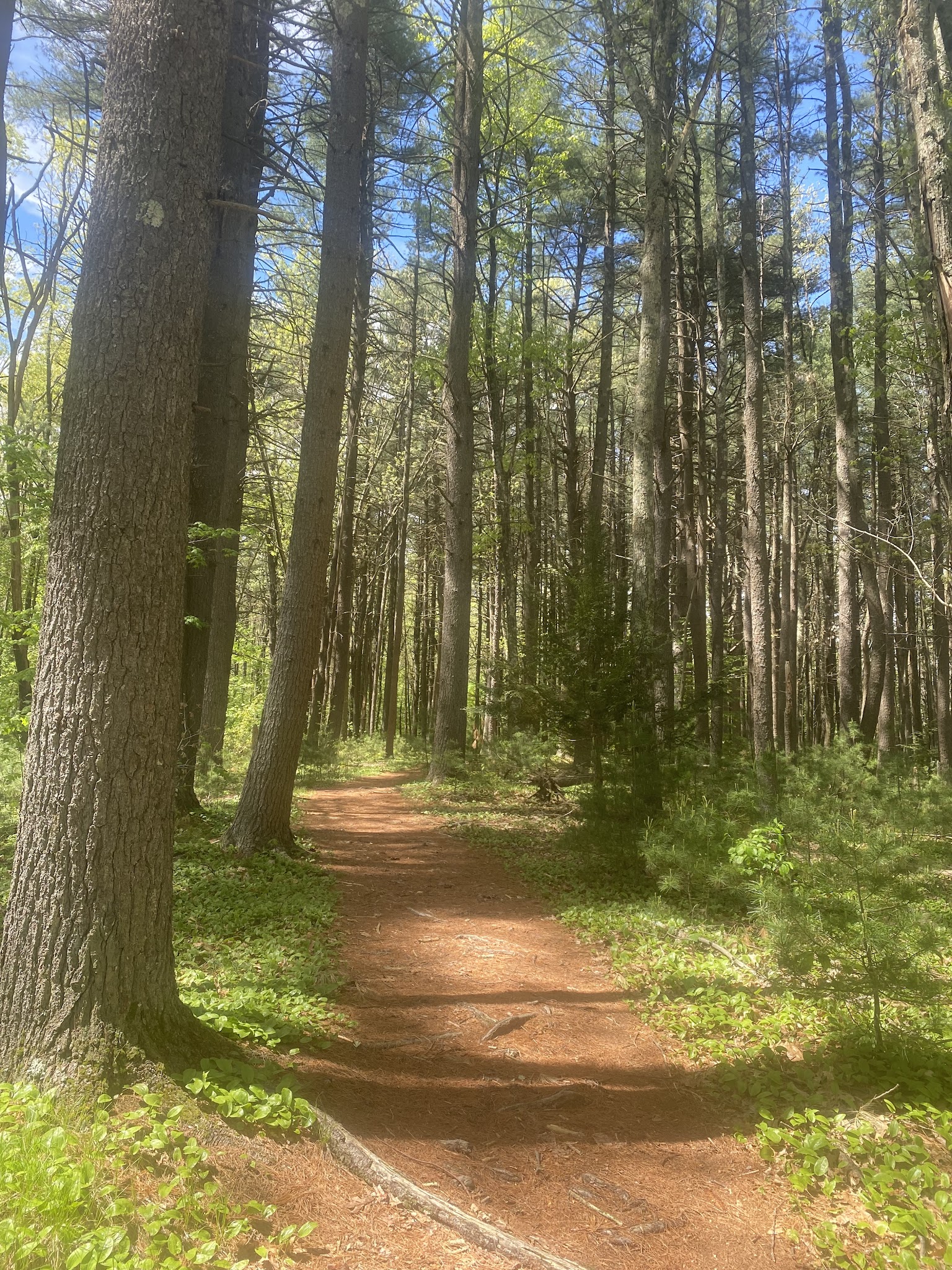 Gummere Woods And Marsters Preserve Trail - North Grafton, MA