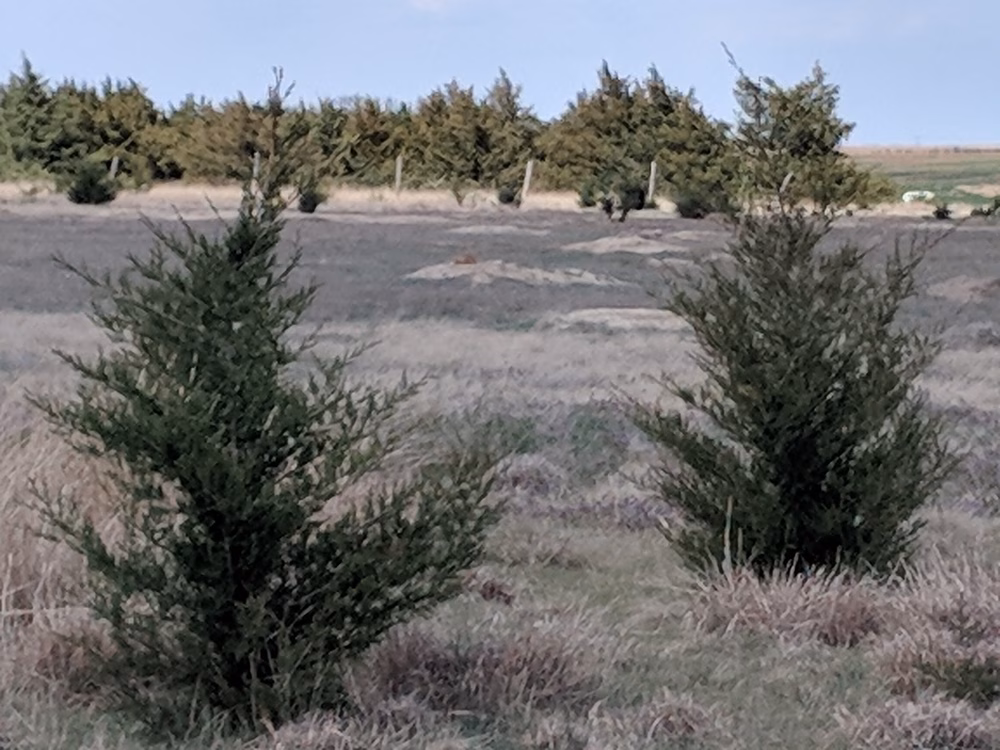 Prairie dog town - Norton, KS