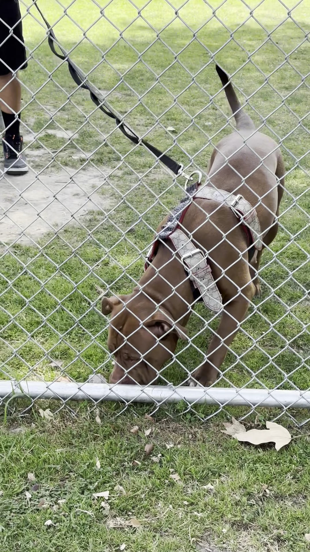 Robert White Park + Dog Park - Norwalk, CA