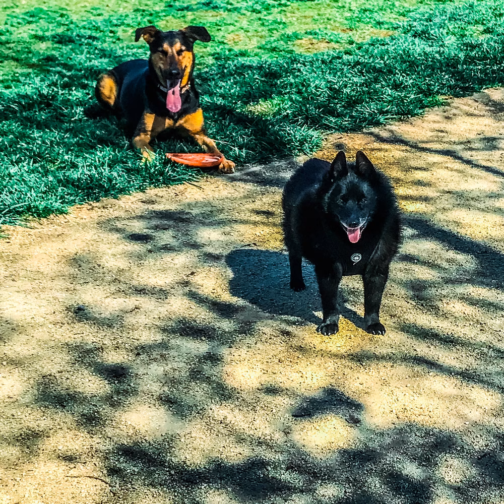 Dog park - Orangevale, CA