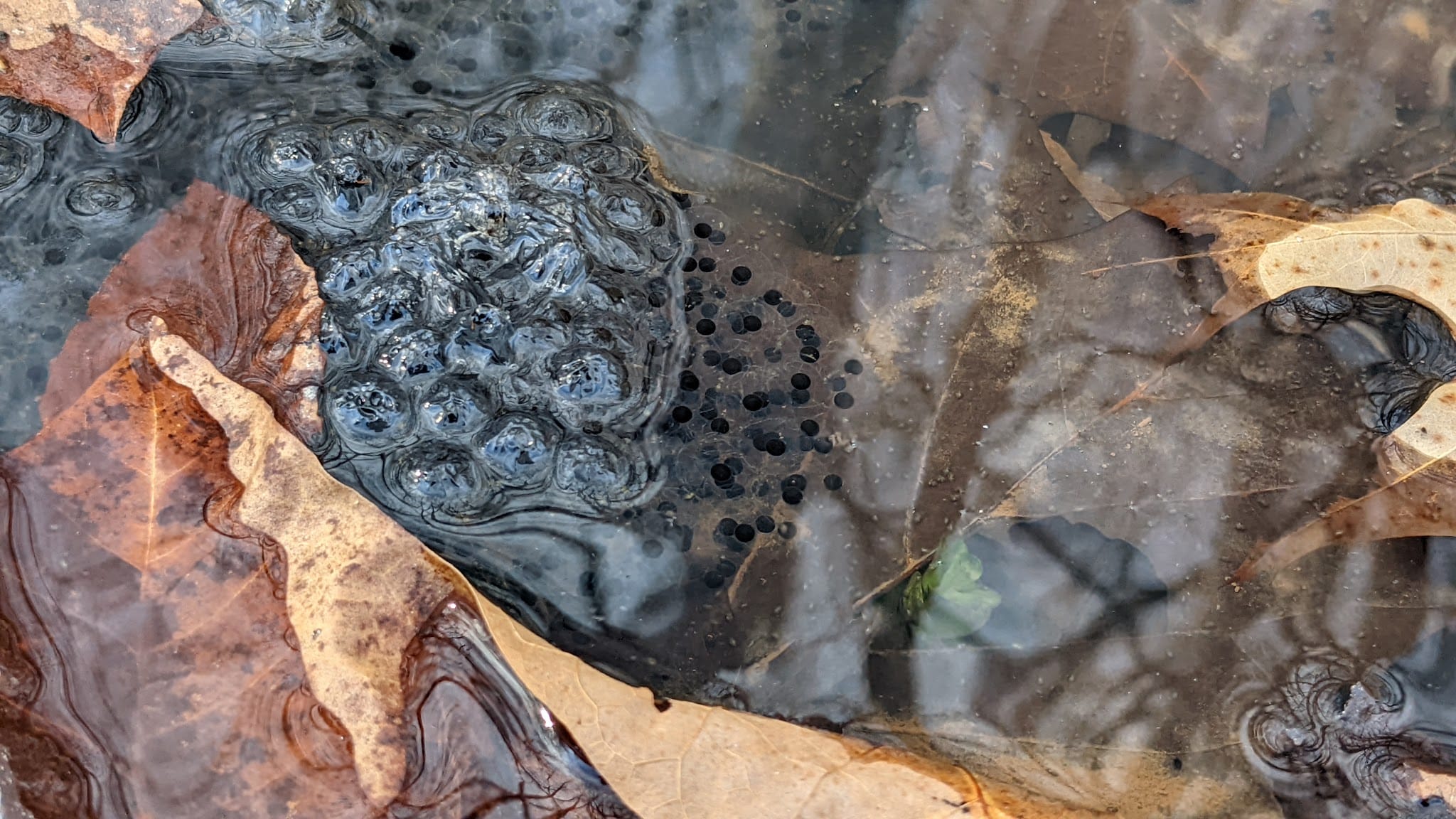 Riffle Run Recreation Area - Orlando, WV