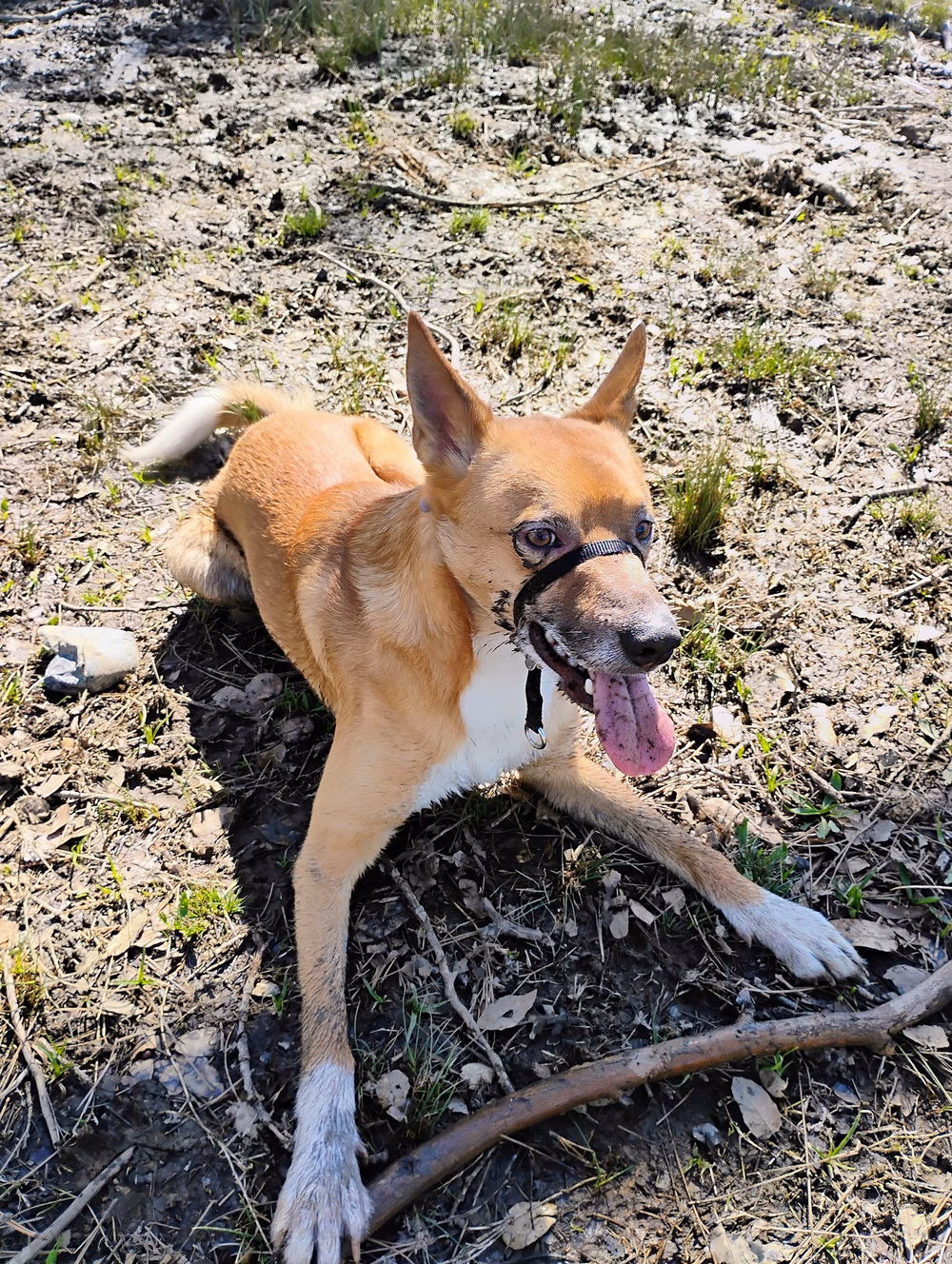 Pat Alley Memorial Dog Park - Oroville, CA
