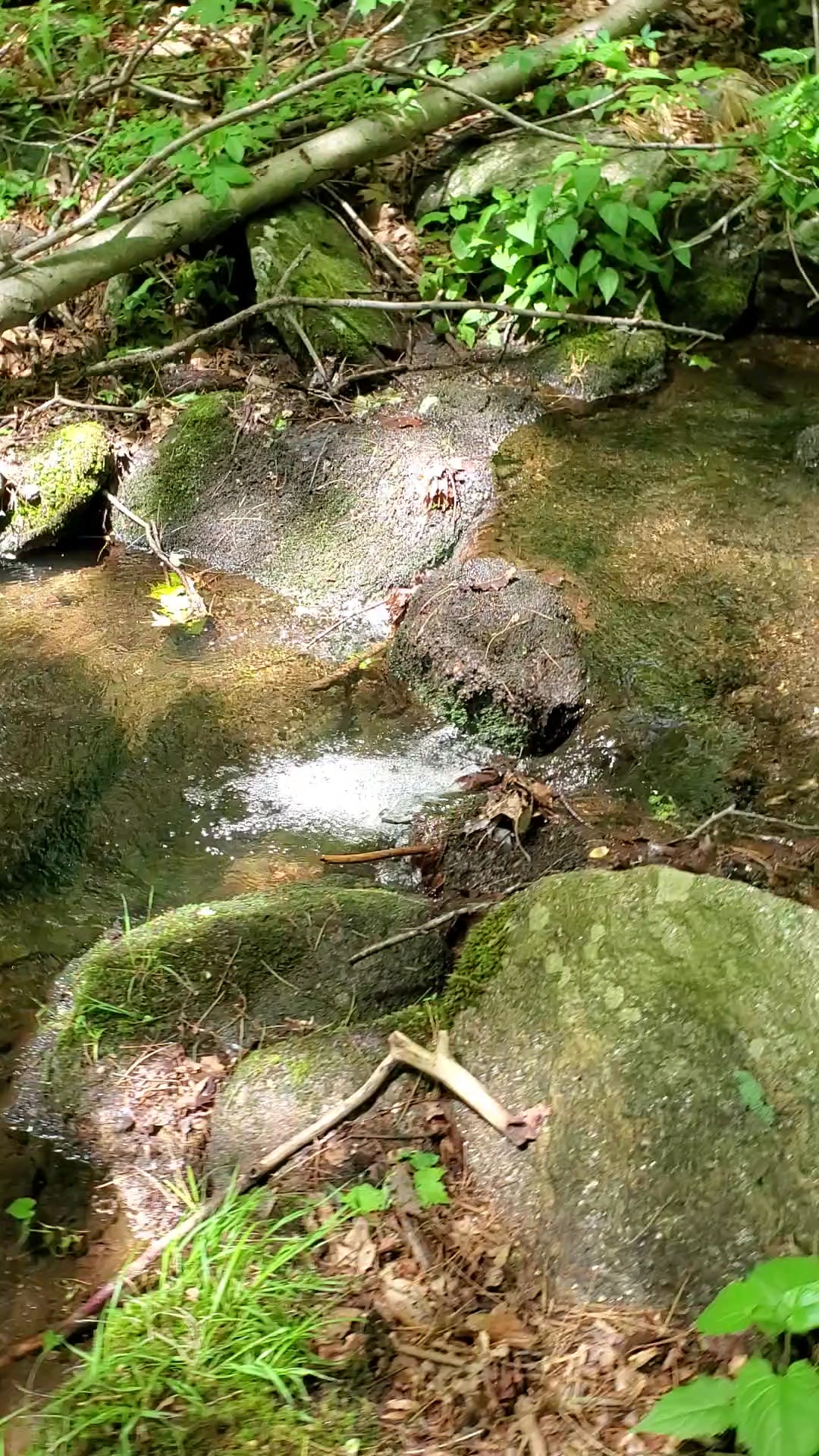 Naugatuck State Forest - Oxford, CT