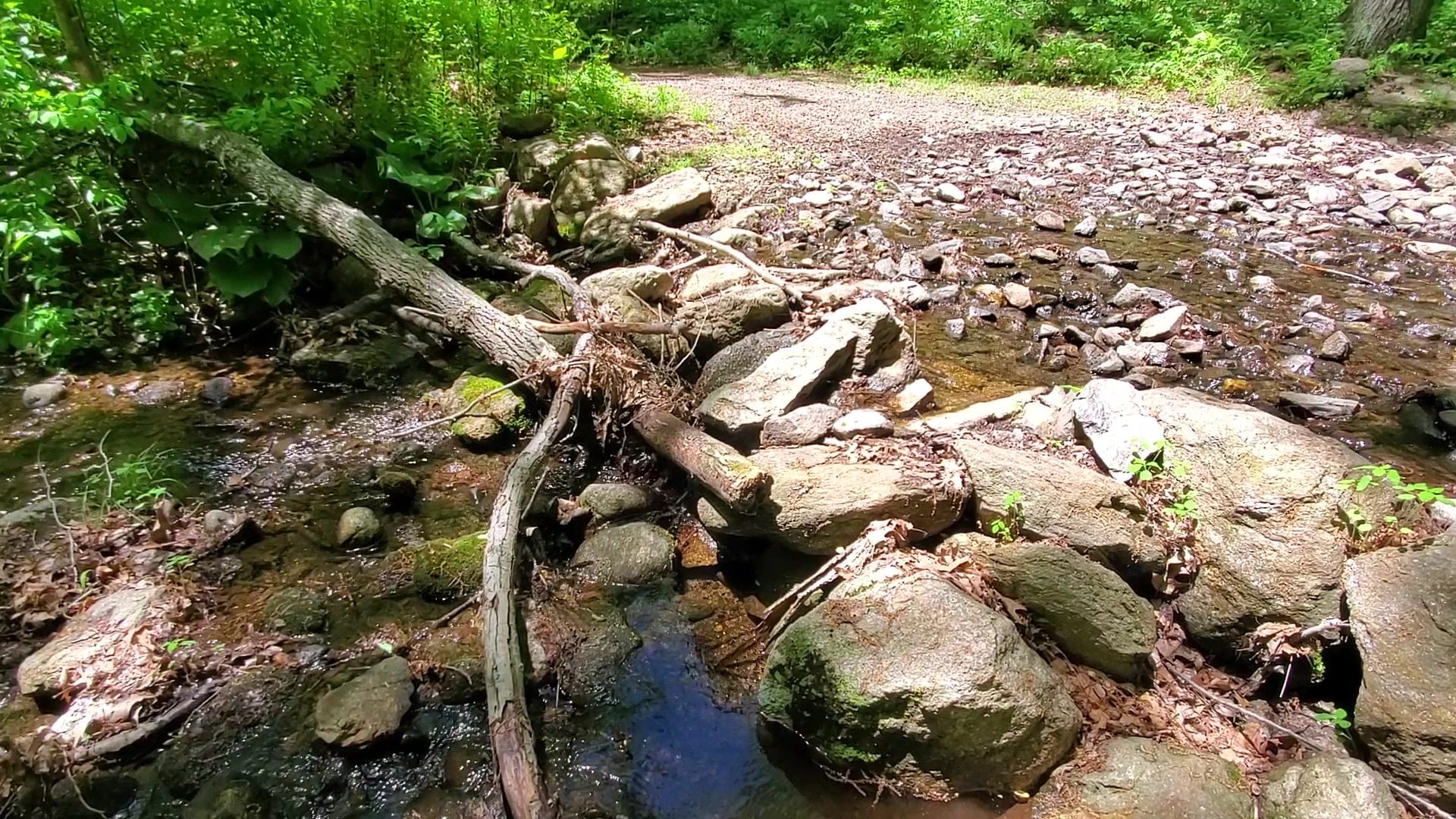 Naugatuck State Forest - Oxford, CT