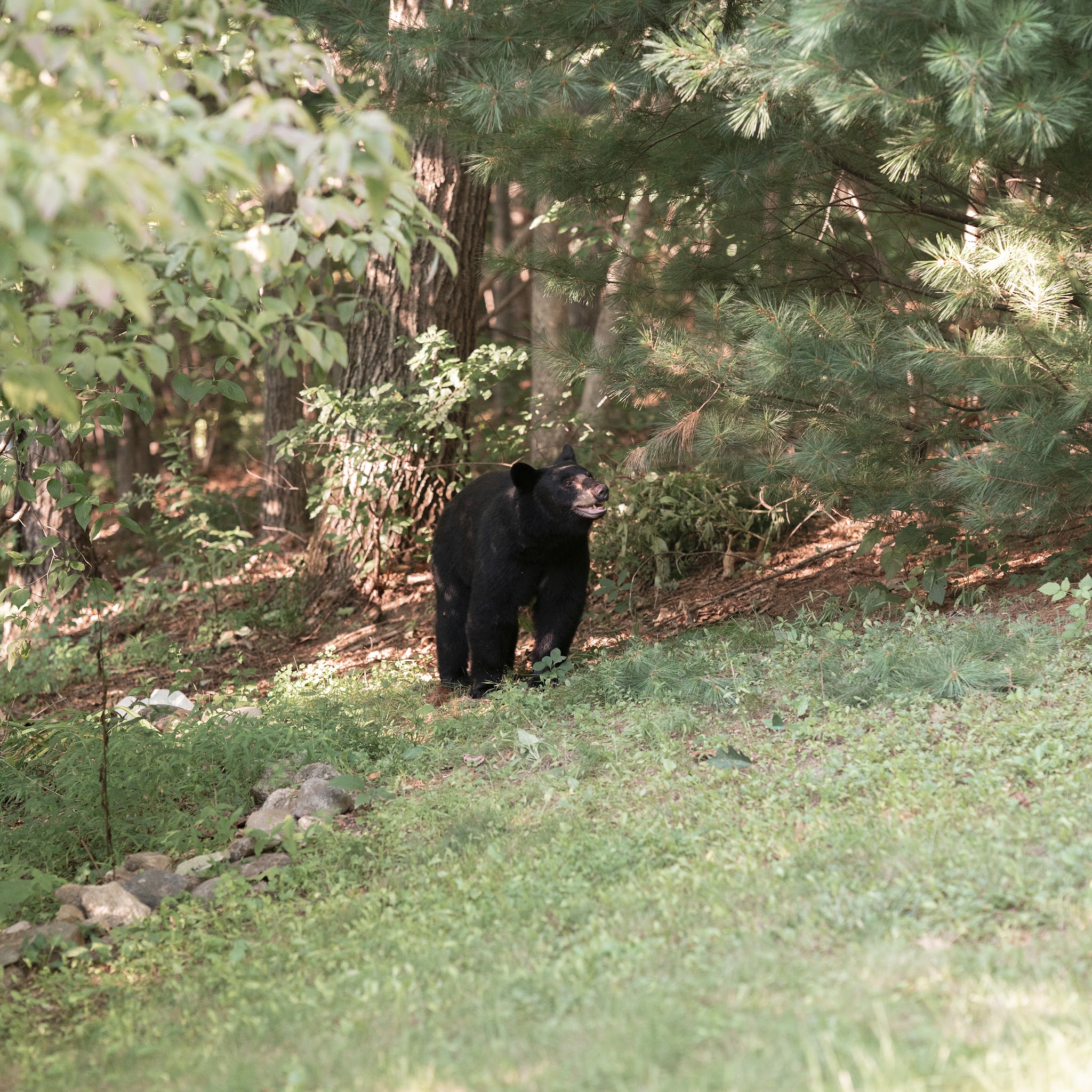 Rockhouse Hill Sanctuary - Oxford, CT