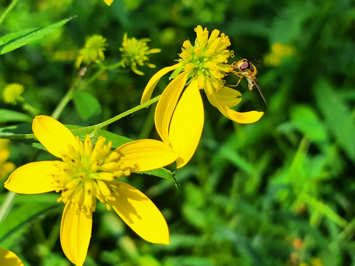 Allegheny Highlands Trail - Hambleton Trail Access - Parsons, WV