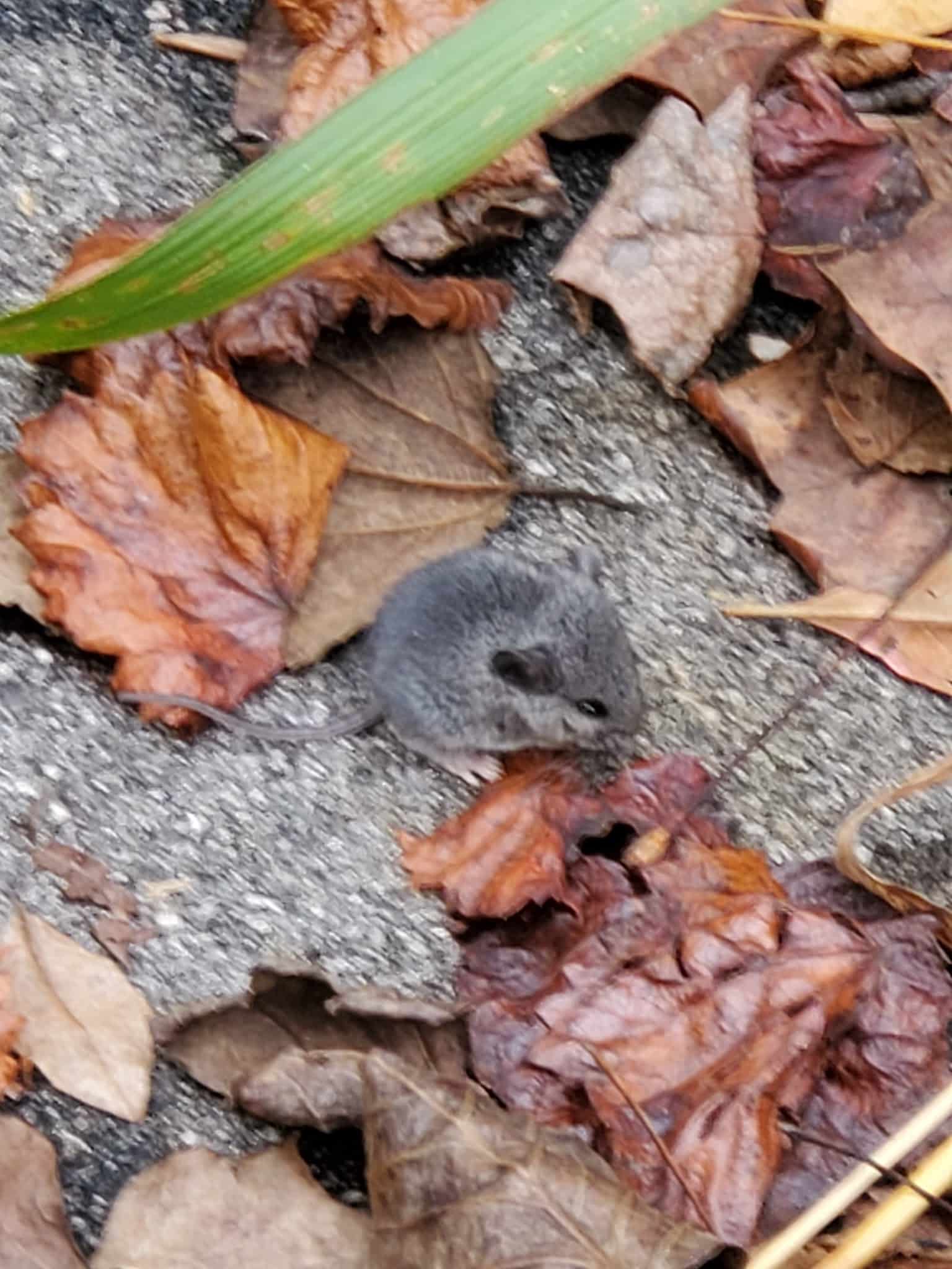 Tunnel Spring Rail Trail - Peterman, AL