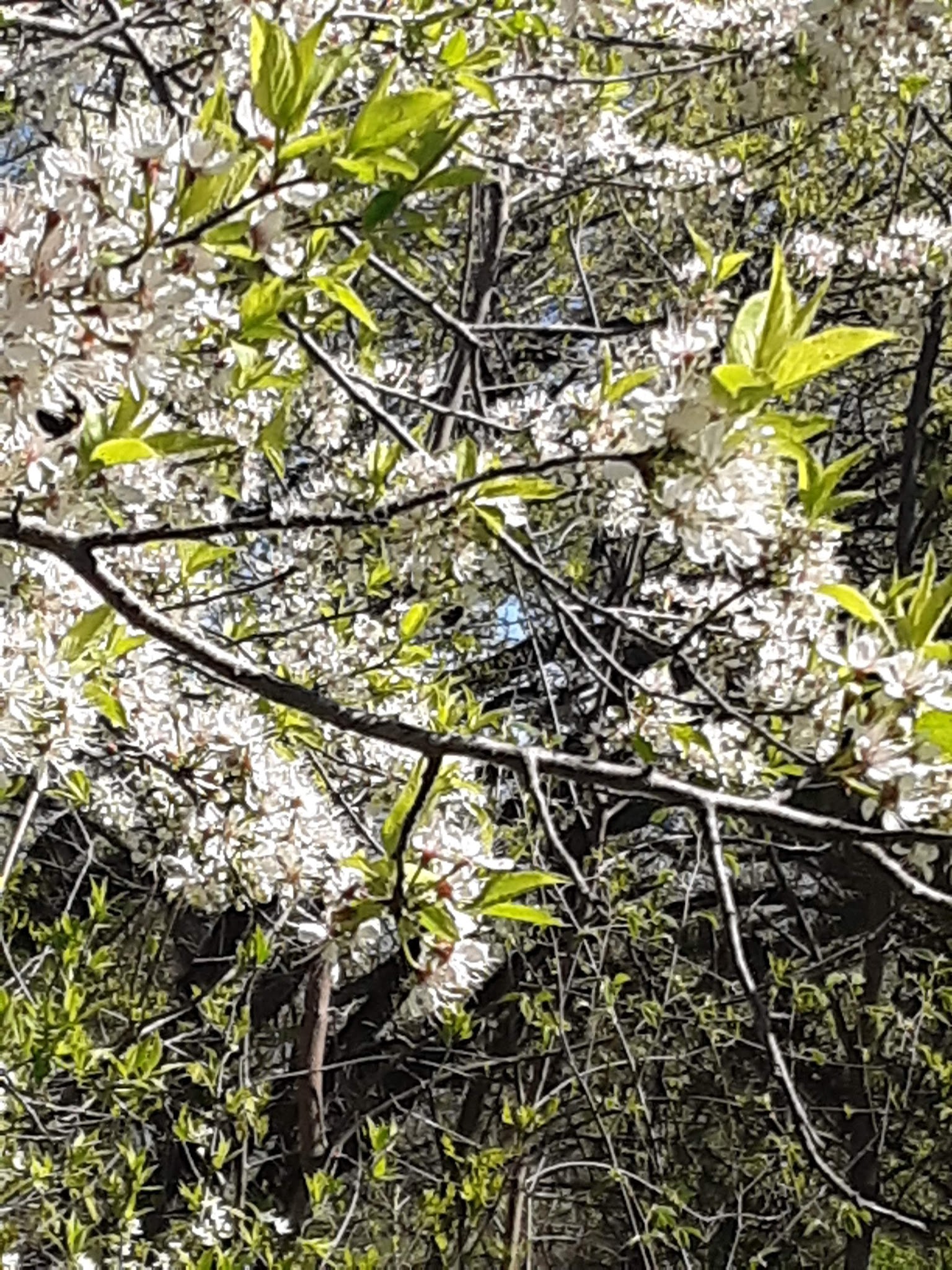 Buena Vista County Park - Peterson, IA