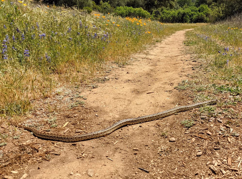 Acorn Creek Trailhead - Pilot Hill, CA