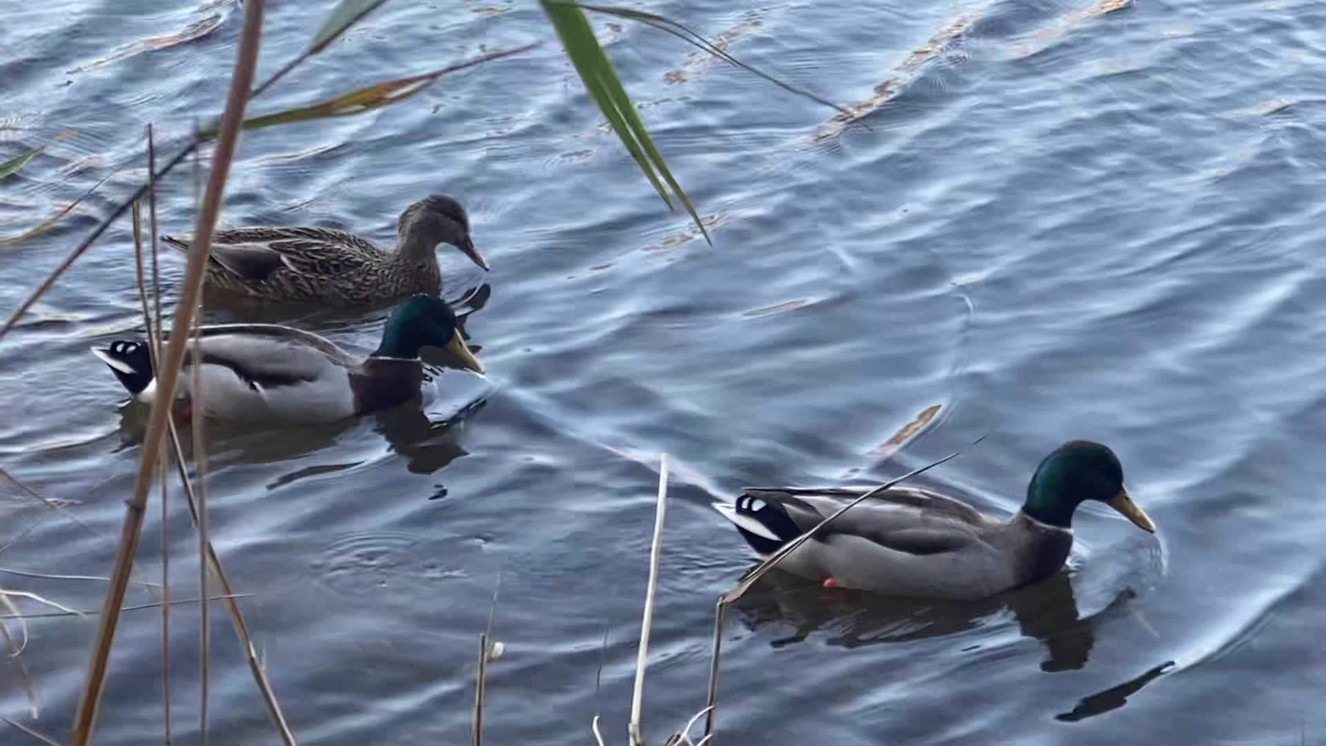Mill Creek Park - Pine Beach, NJ